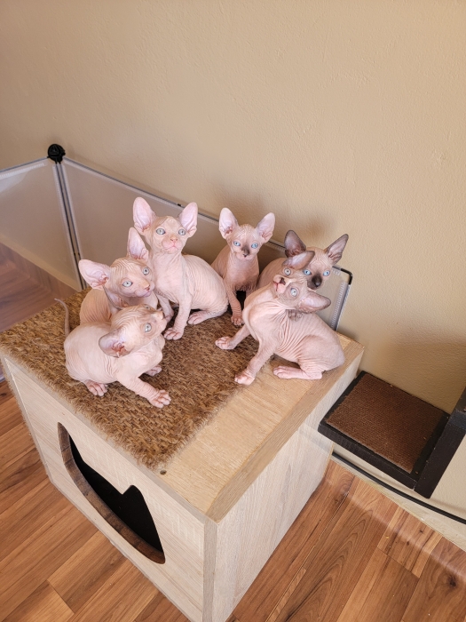 Sphynx