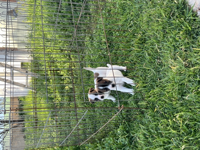 Jack Russell