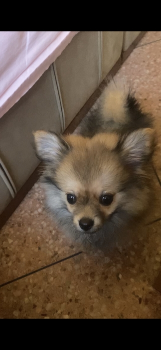 Spitz nain