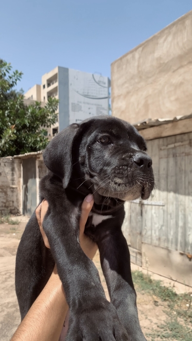 cane corso male