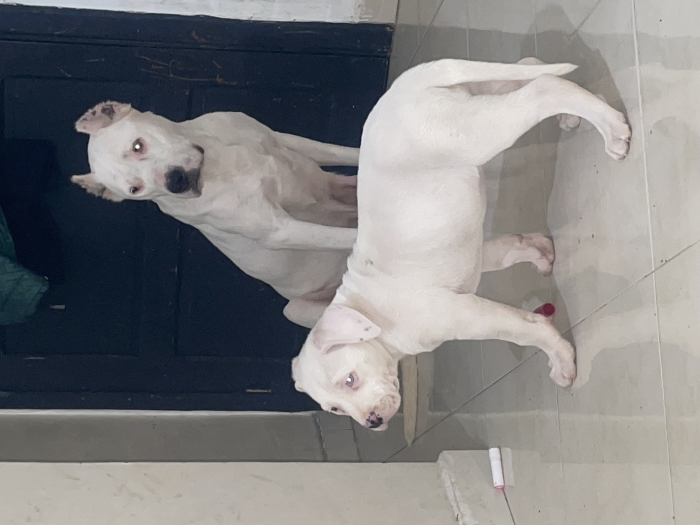 Dog argentin