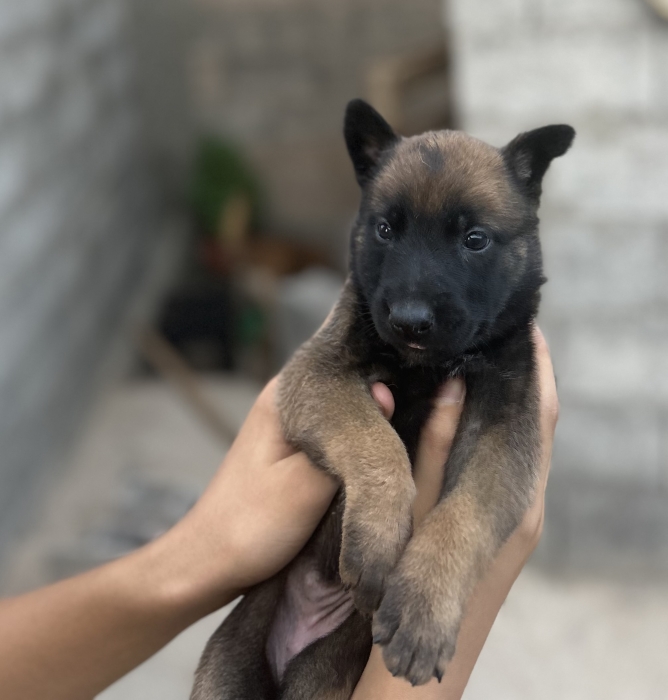 Malinois charbonne