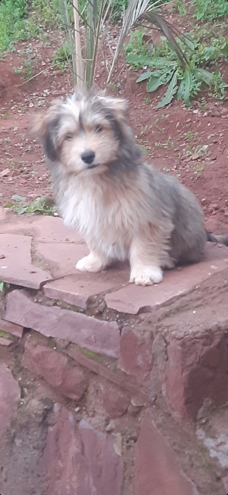 Caniche