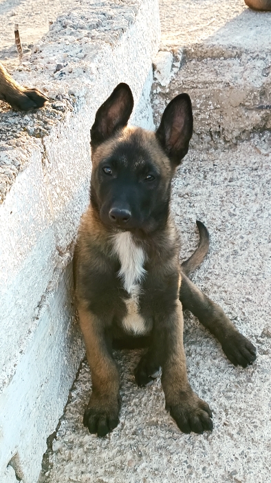 Un chien mâle de Malinoi Pure rase