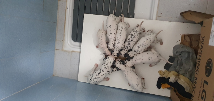 Dalmatien