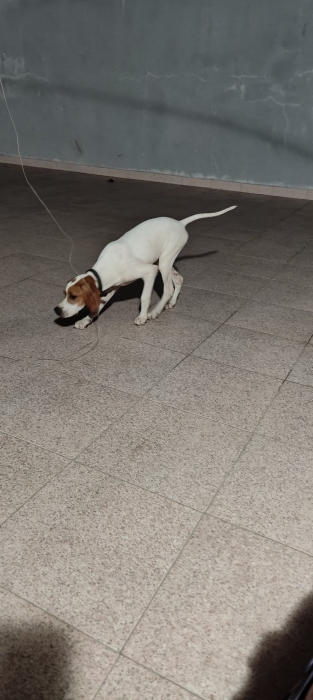 Pointer anglais