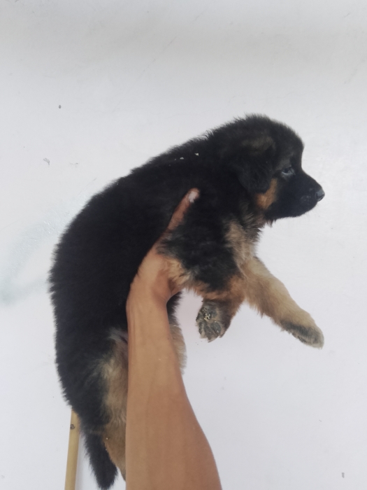 Berger Allemand