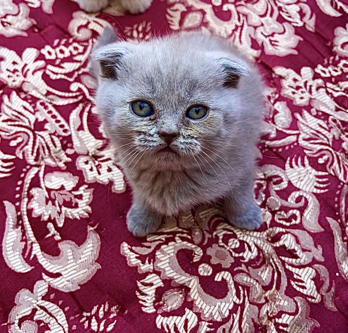 Adorables chatons Scottish Fold à vendre