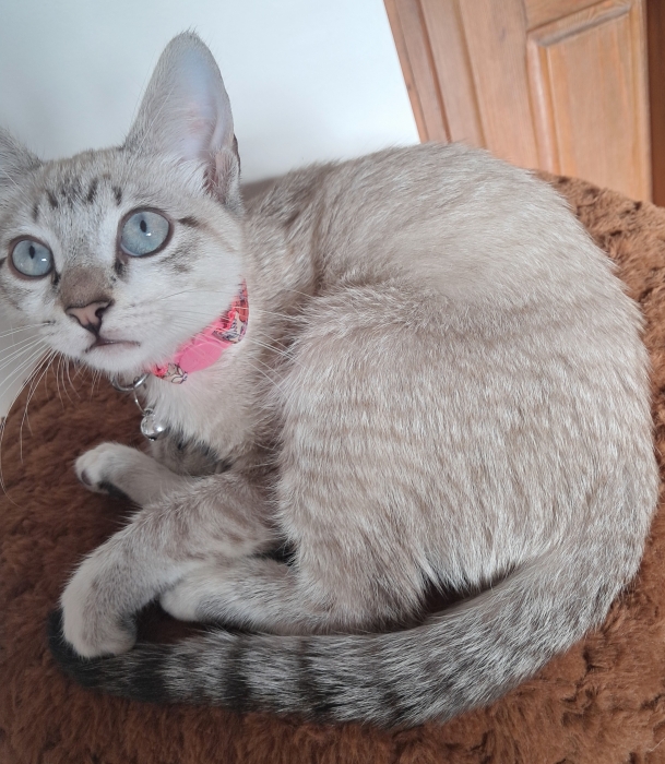Siamois 3 mois