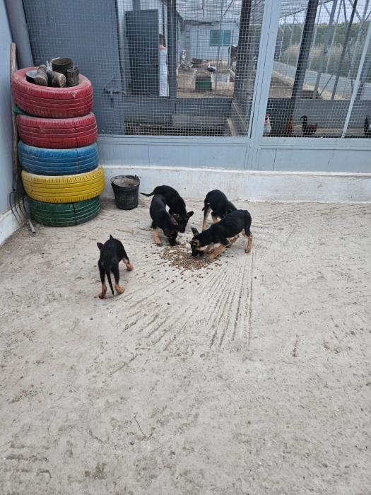 Berger allemand pedigree