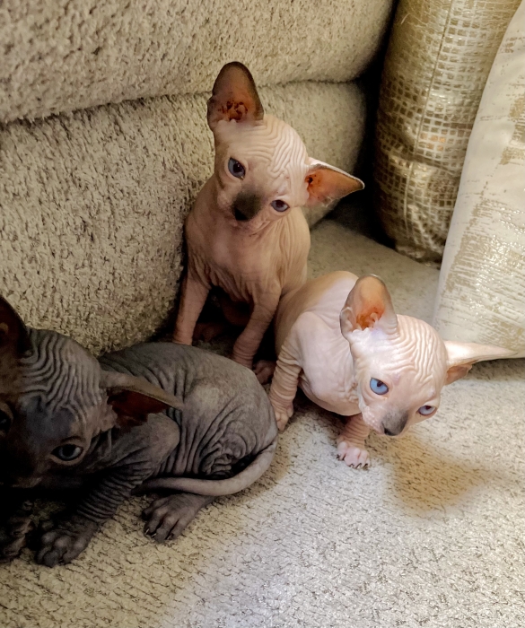 Cat sphinxe