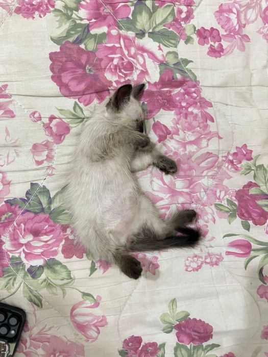 Himalayan