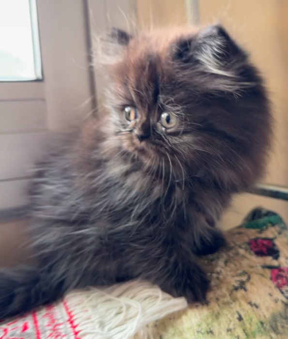 Chatons persans
