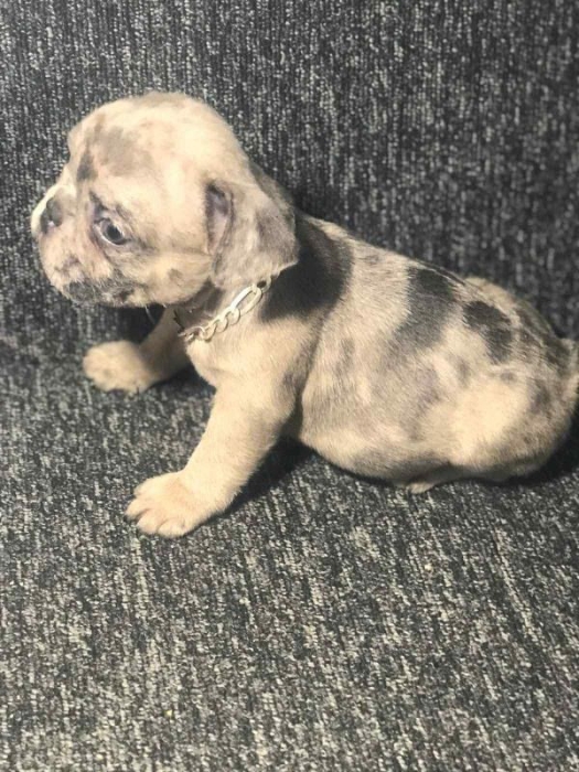 Bull dog exotic