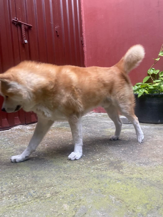 À VENDRE – Superbe Akita Inu 4 ans – Vice-Champion du Maroc – Pedigree
