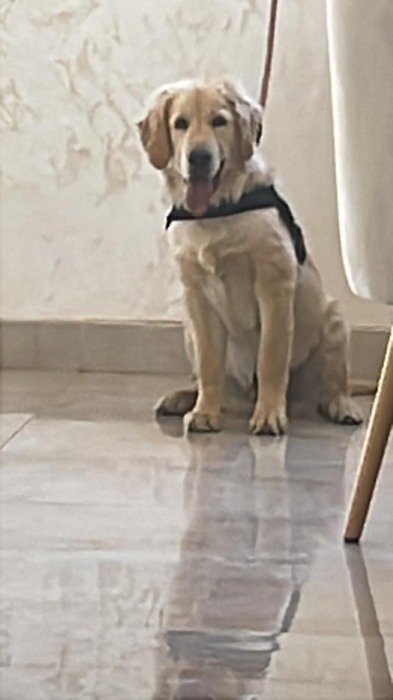 Golden Retriever