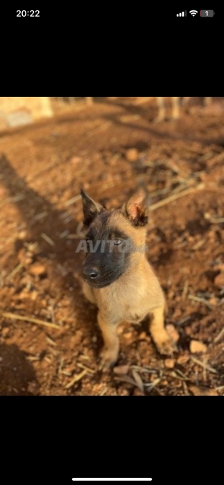 Malinois Belg