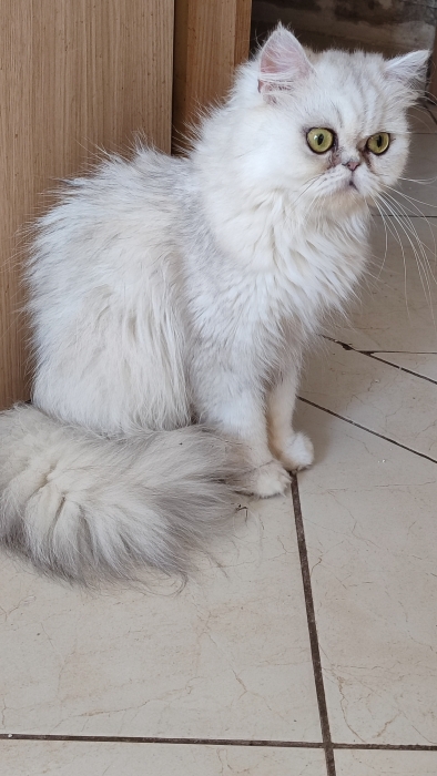 Femelle persan chinchilla silver