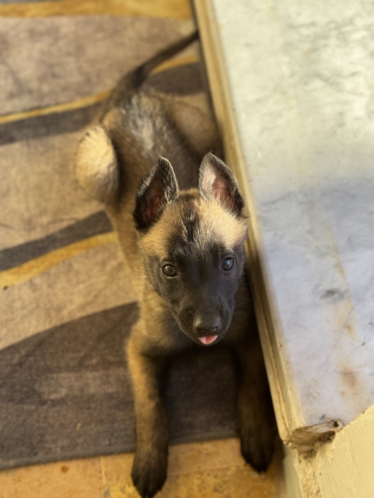 Malinois