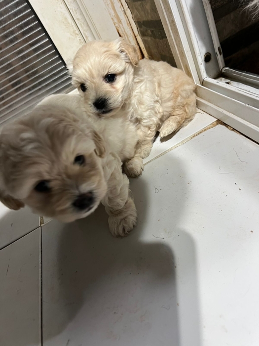 Bichon