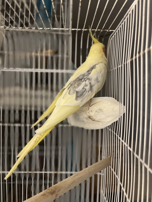 Calopsette