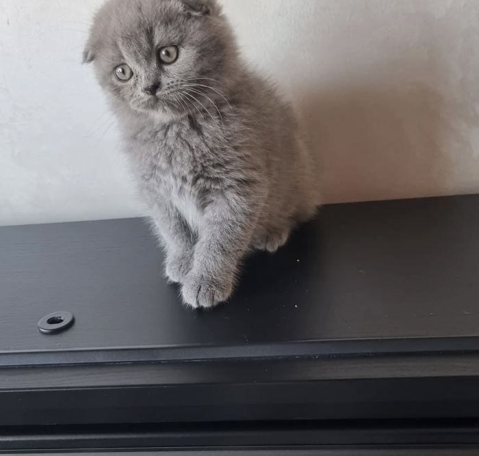 Scottish fold