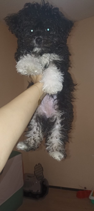 vente chiot de 3 mois havannais vaccinee
