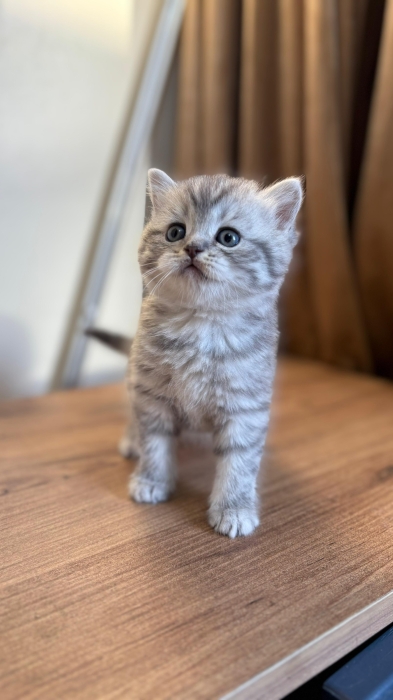 Scottish fold & british shorthair