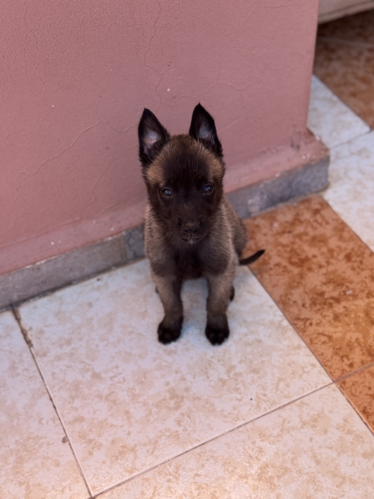 Malinois