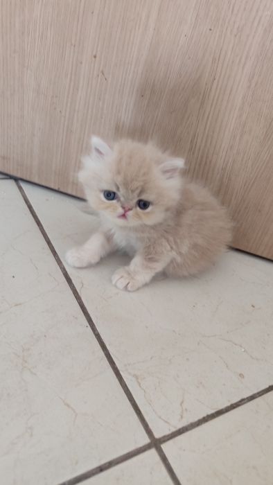 Chaton Mâle persan crèmé