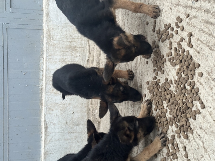 Berger allemand pedigree