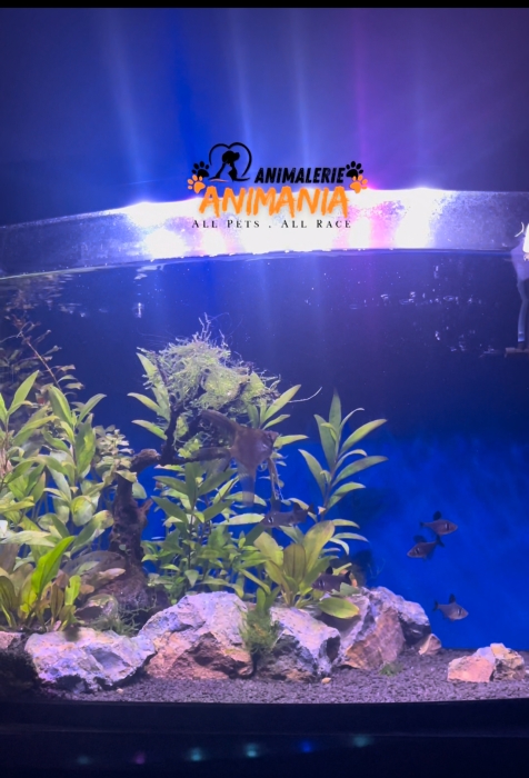 Aquarium naturel