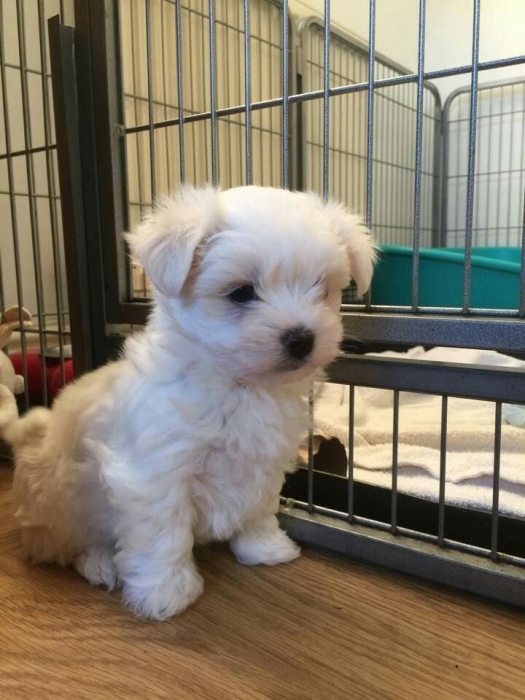 Adorables Chiots Bichon Maltais – Mâle & Femelle Disponibles