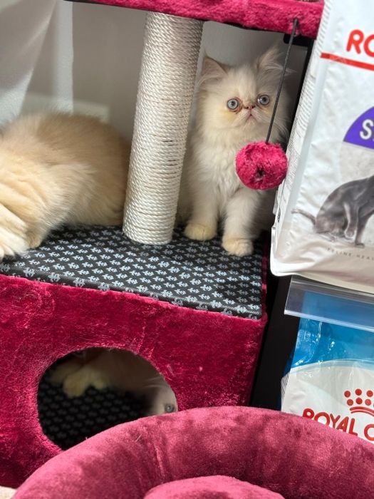 Persan chaton
