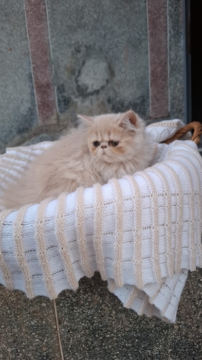 Chat persan 6 mois