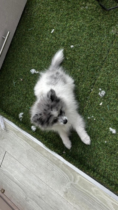 Pomeranian speeds