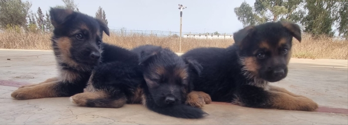 Chiots Bergers Allemands pure race