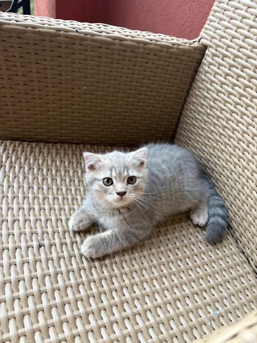 Chaton