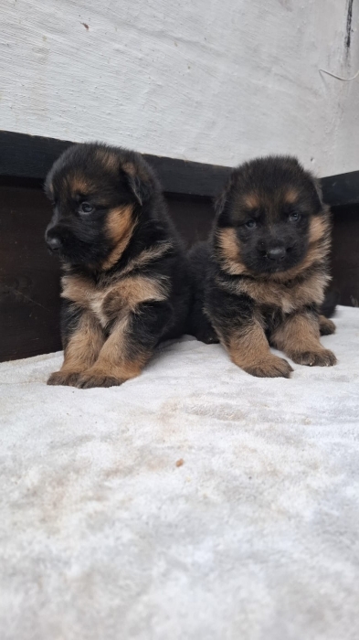 Berger Allemand