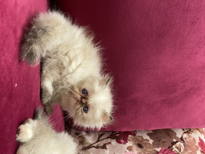 Chaton persan
