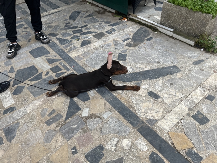 Male doberman
