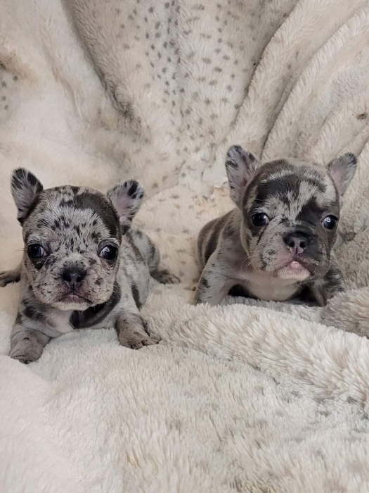 Merle french bulldog