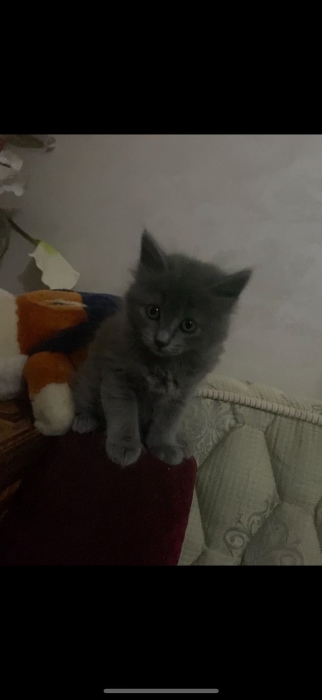 Nebelung Super rare femelle poilu