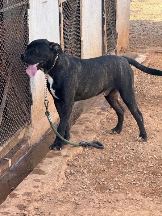 Cane corso