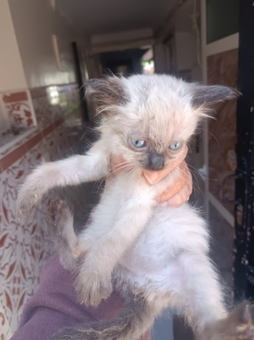 Chaton siamois