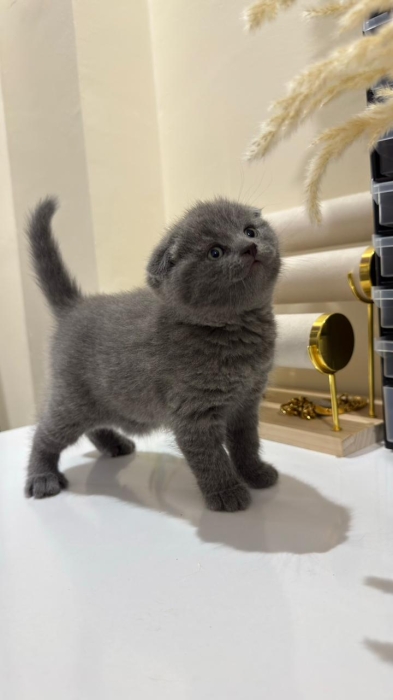 Scottish fold & british