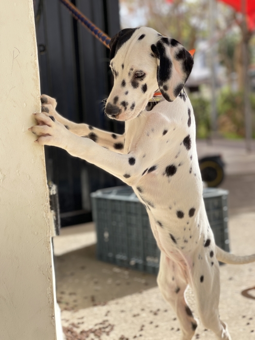 Dalmatien