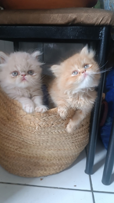 Chatons persans