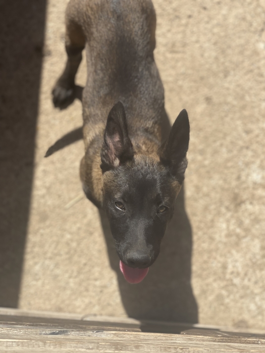 Femelle malinois