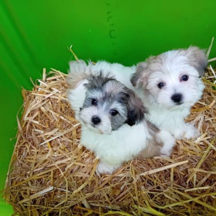 Bichon havanais